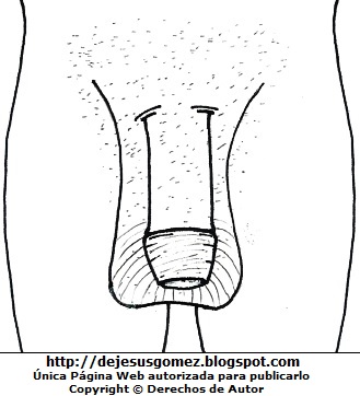 Organos genitales masculinos - Vista frontal o anterior Dibujo de los órganos genitales masculinos para colorear pintar (Organos genitales del hombre - Vista frontal) . Dibujos de los órganos genitales masculinos hecho por Jesus Gómez