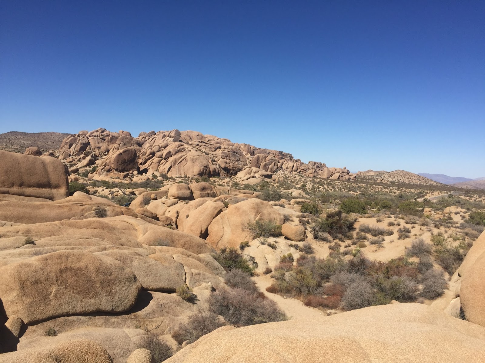 24 Hours in Joshua Tree National Park The Active Habitat
