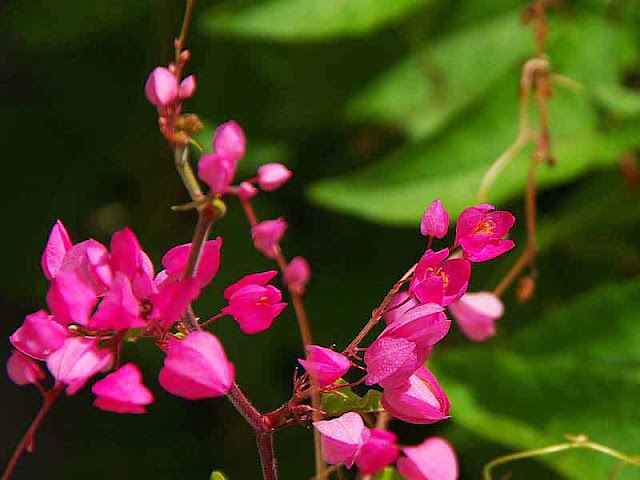 pink flowers, green background