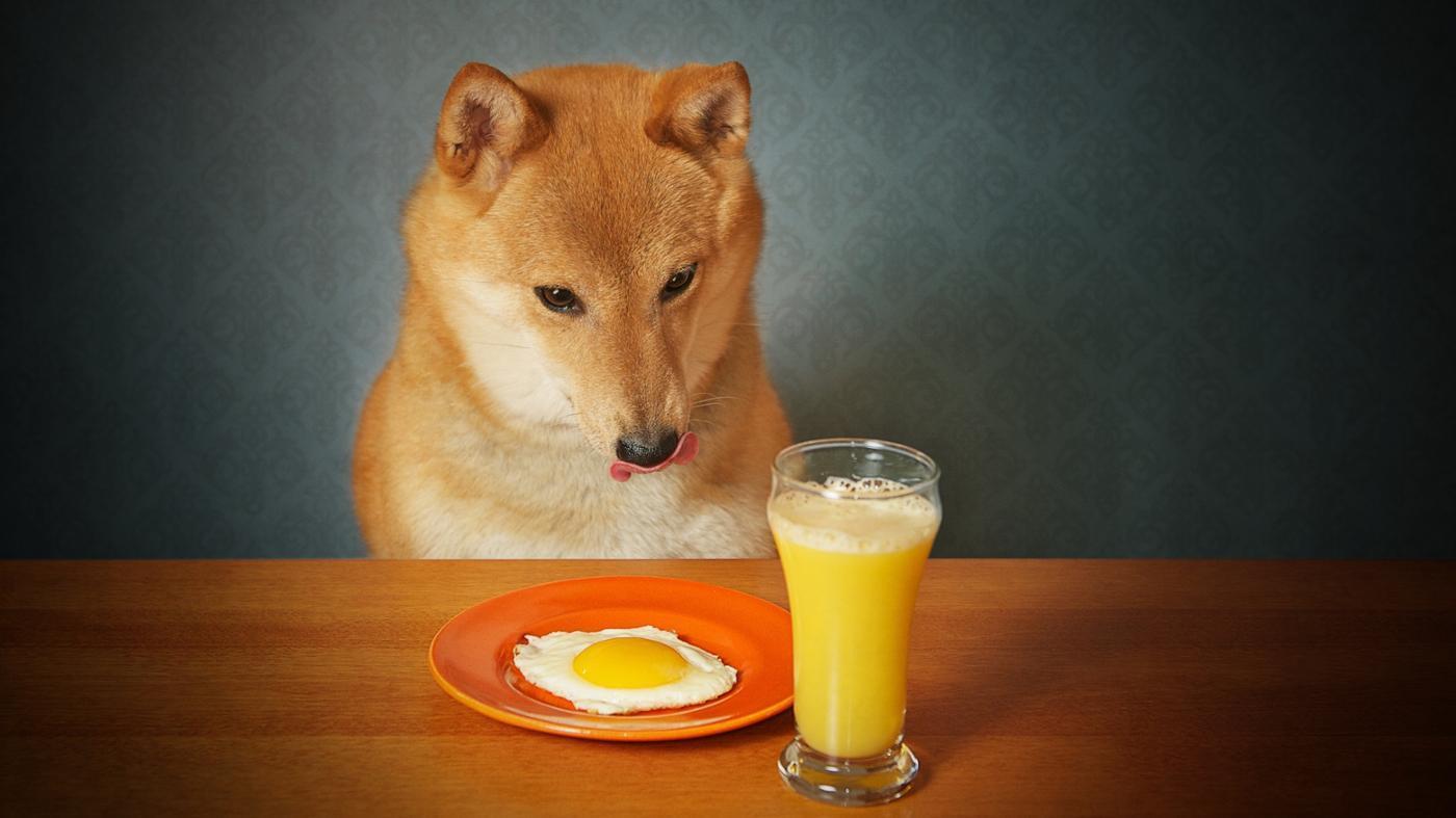 Can You Give A Dog Scrambled Eggs