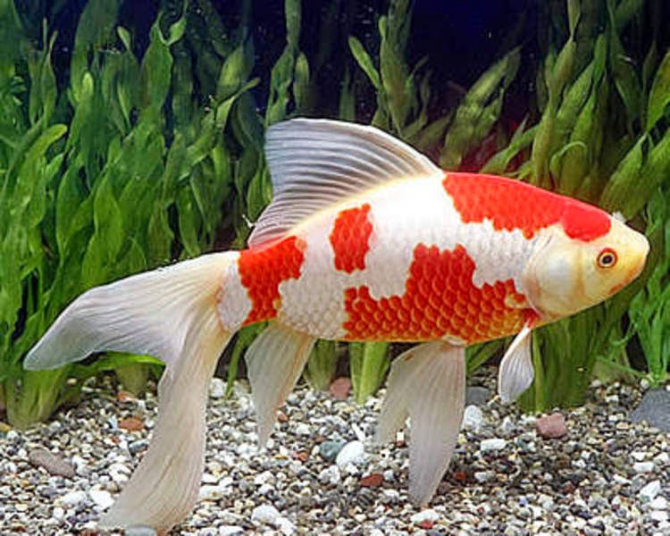Ikan Hias Air Tawar Yang Harus di Waspadai Dunia Akuarium jpg (750x600)