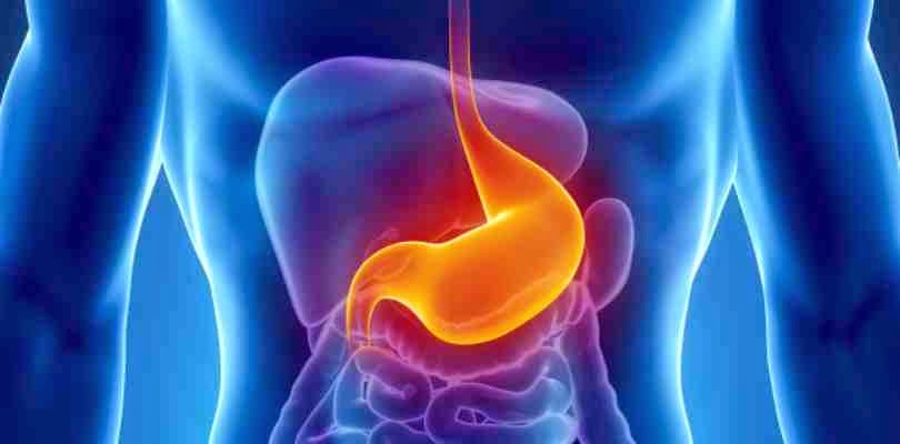 The human stomach acid