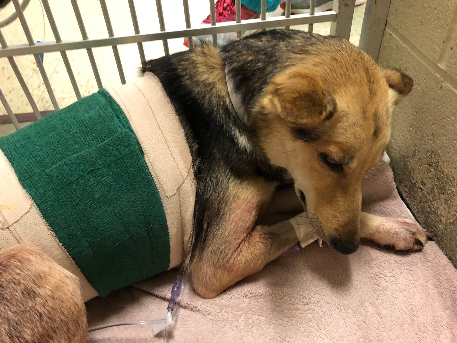 Diamond Dogs Racing Hazel's Story, Part 2 the Making of a Sled Dog