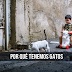 Por Qué Tenemos Gatos
