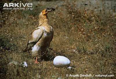 rompiendo huevos de aves