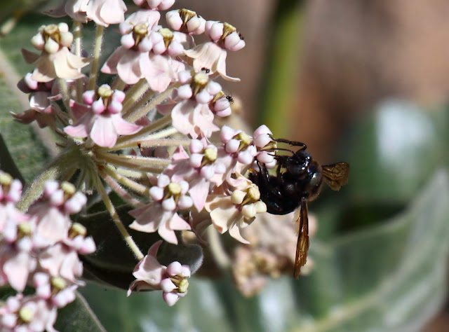 black bee black bee