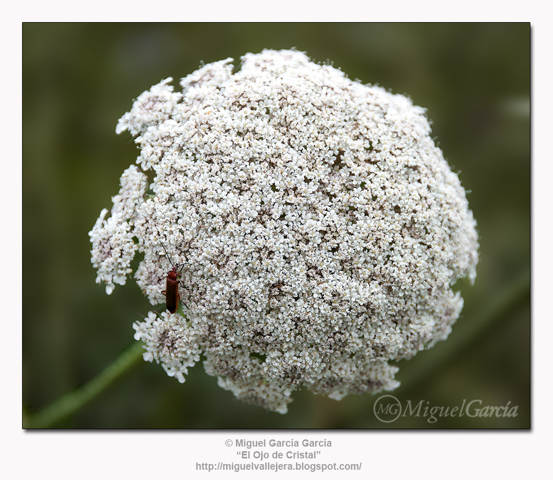 Flores de los Caminos.