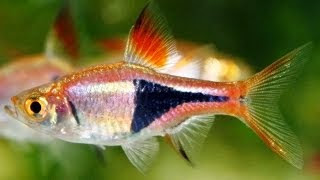 ARLEQUÍN RASBORA ARLEQUÍN RASBORA