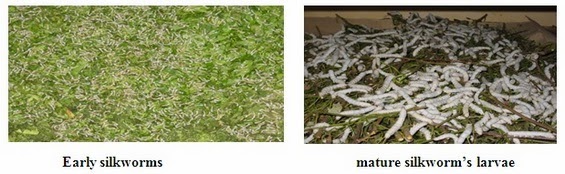 Production of Silk Fibre