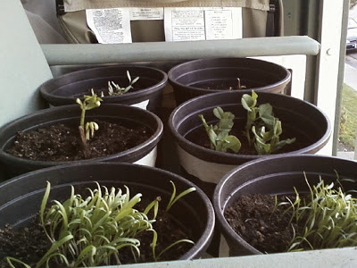 First seedlings at new home