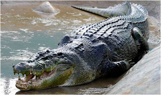 Arti Mimpi Buaya 21 Makna dan Arti Mimpi Buaya yang Membuat Orang Penasaran