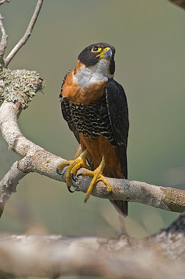 Orange breasted Falcon
