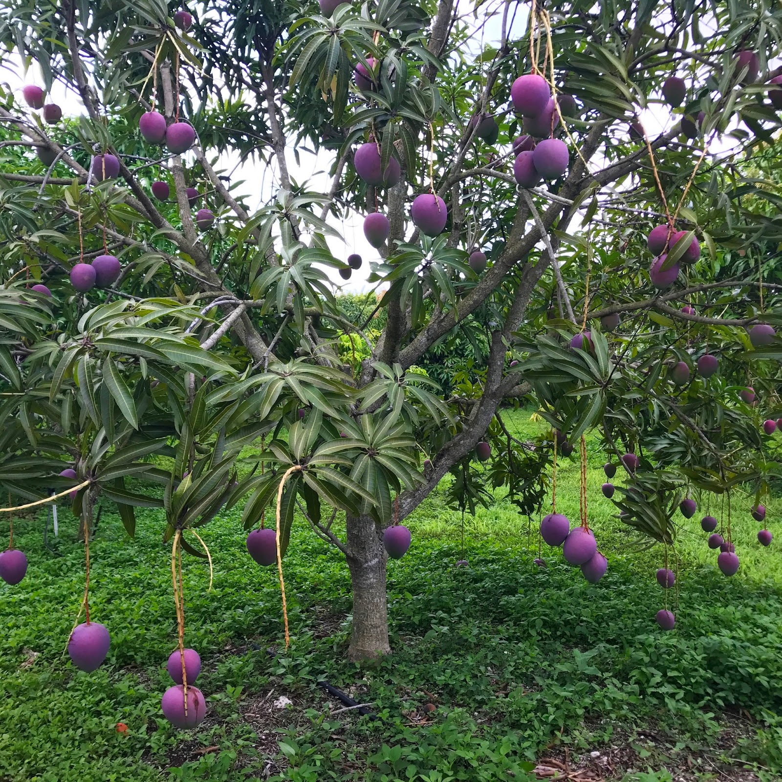 Sulcata Grove Fruitcation in Homestead to Celebrate our 22nd Anniversary