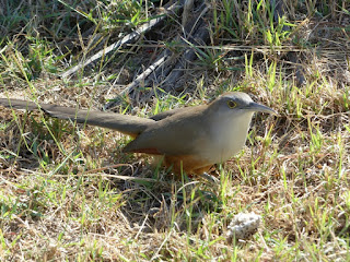Coccyzus merlini - Tacco de Cuba Coccyzus merlini - Tacco de Cuba
