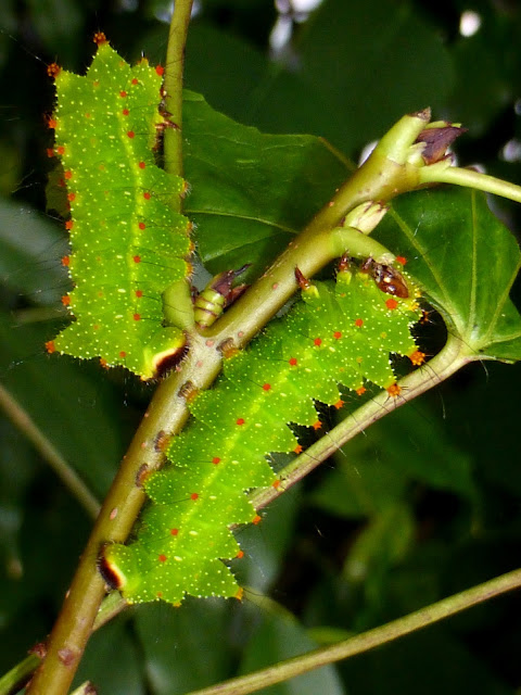 Actias maenas caterpillar Actias maenas caterpillar