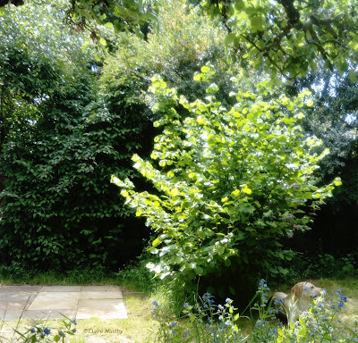 Small nut tree and a dog in the garden.