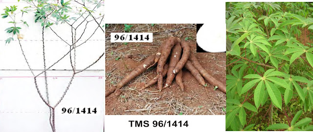 TMS 96/1414