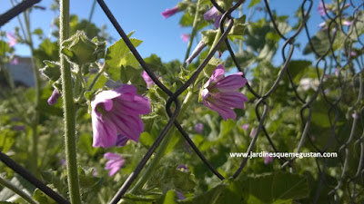 Malva (Malva spp.), hierba espontánea