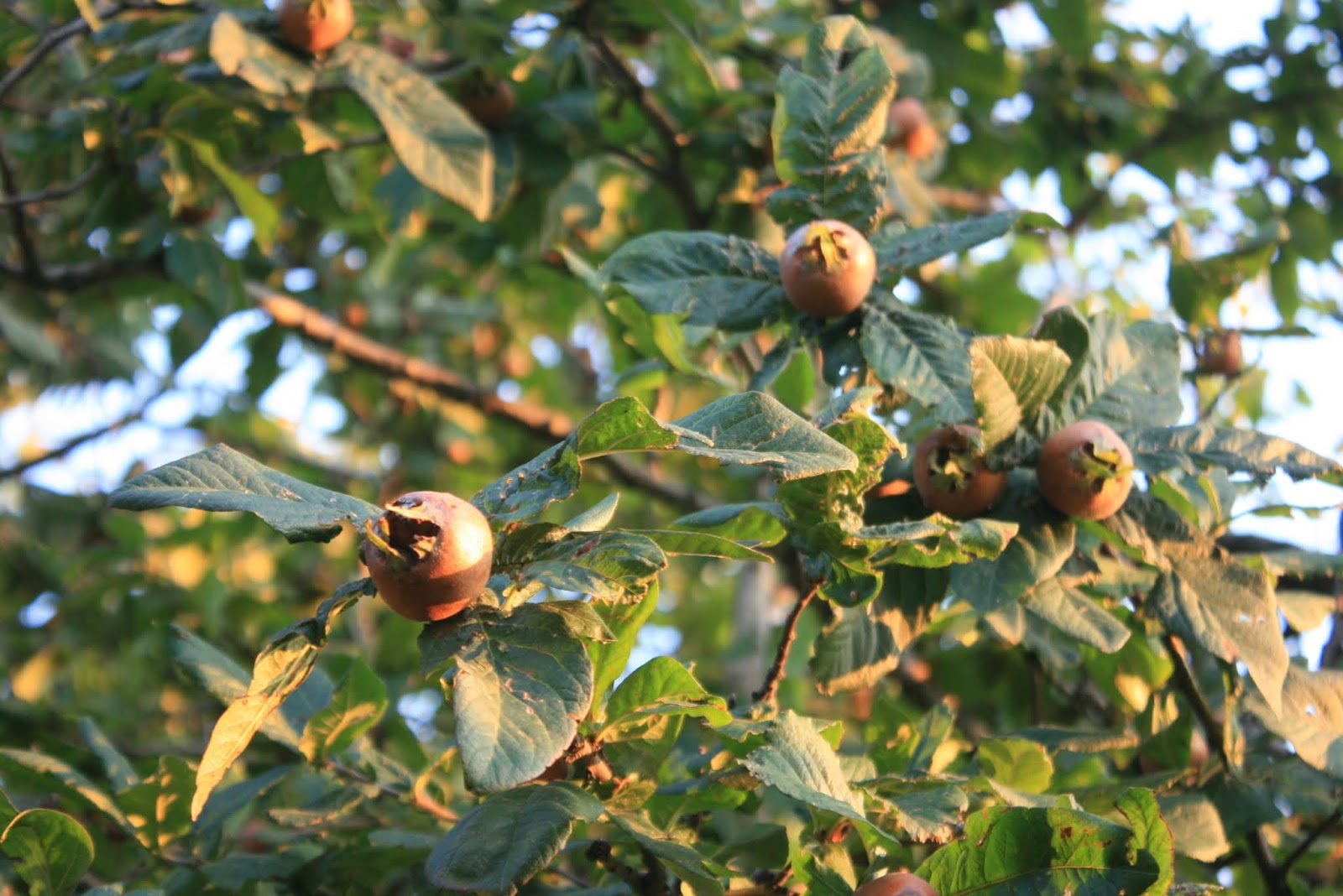 The Permaculture Research Institute