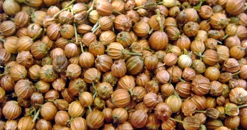 Tips Menanam Ketumbar Artisandoughnuts 2021