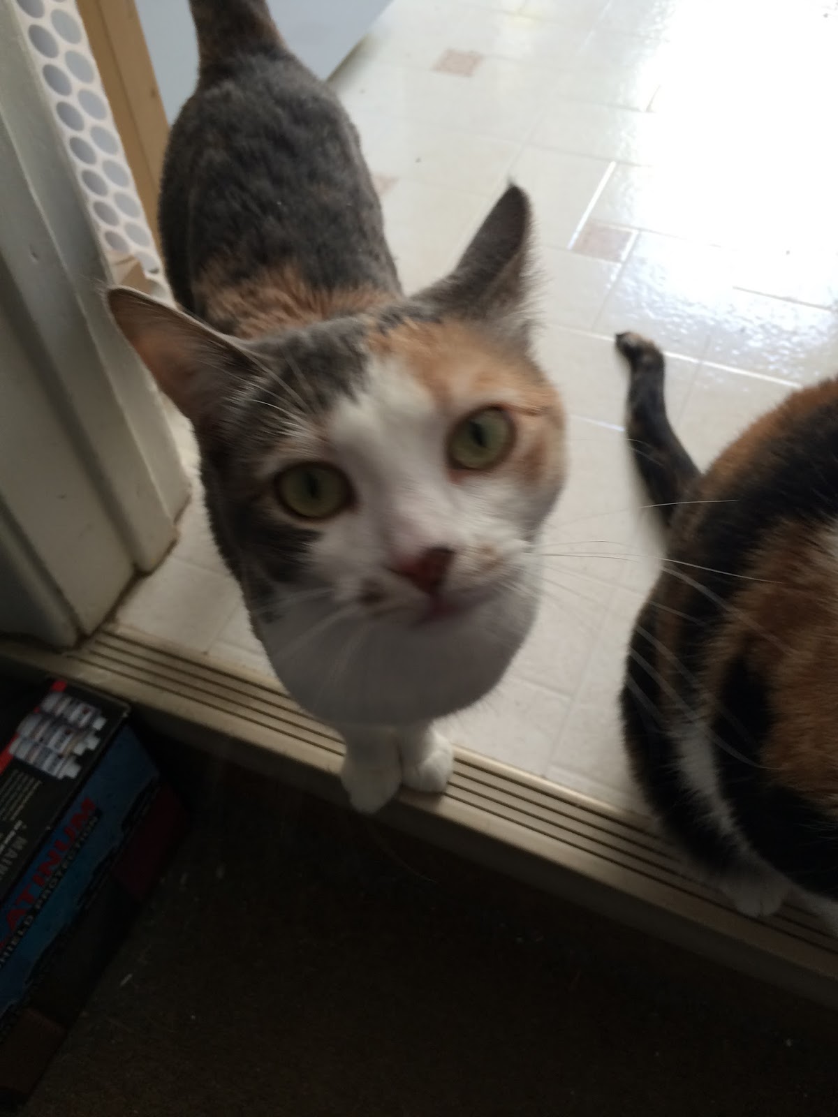 Crazy Calico Cats Please Sir!