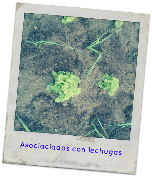 Imagen 0