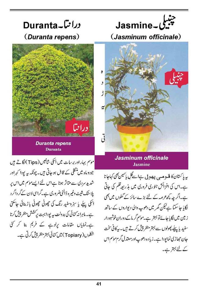How to Grow Outdoor & Indoor Plants & Flowers Urdu Guide Noons.info