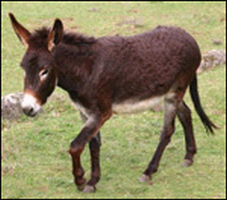 Pelajaran Sang Keledai Pelajaran Sang Keledai