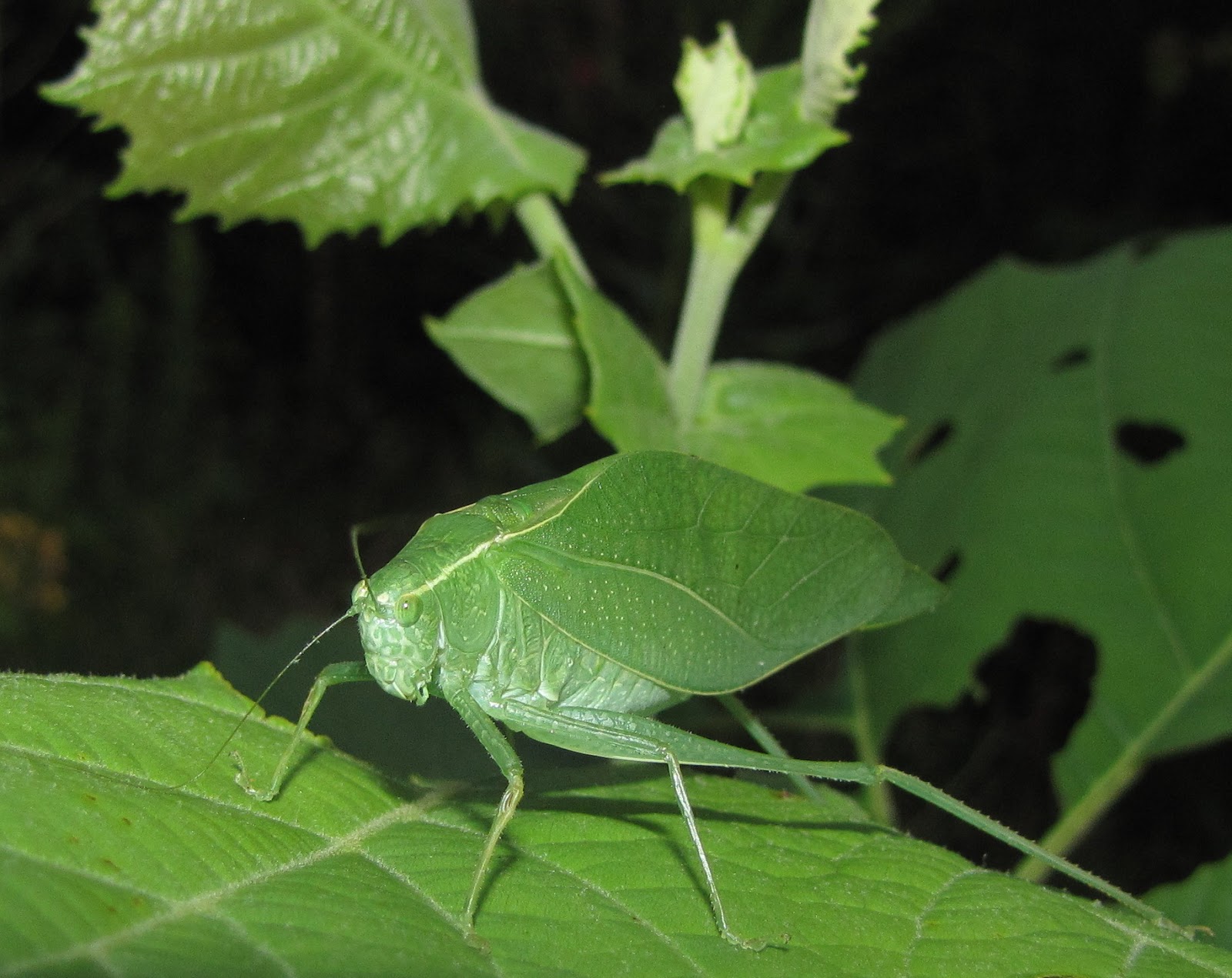 Bug Eric OrThoptera Thursday Greater Anglewing Katydid