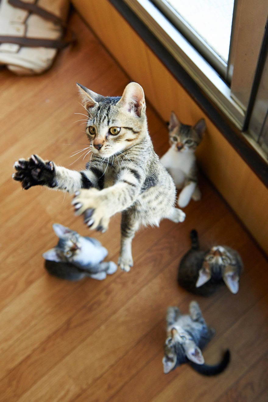 50 Funny Pictures of Cats Jumping free download wallpaper