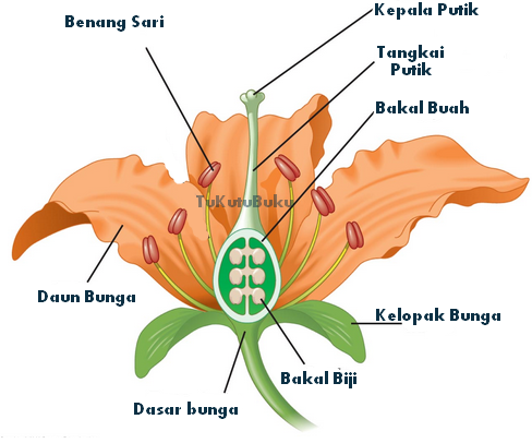 Gambar Diagram Bunga Alamanda - Gambar Bunga