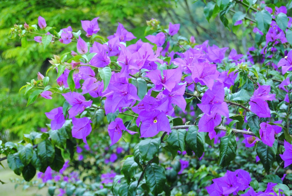  Bunga  kertas ungu  ungu  sekali Naqiya Aiko Blog