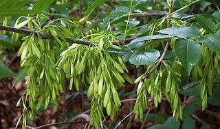 Ash-Medicinal Tree Ash-Medicinal Tree