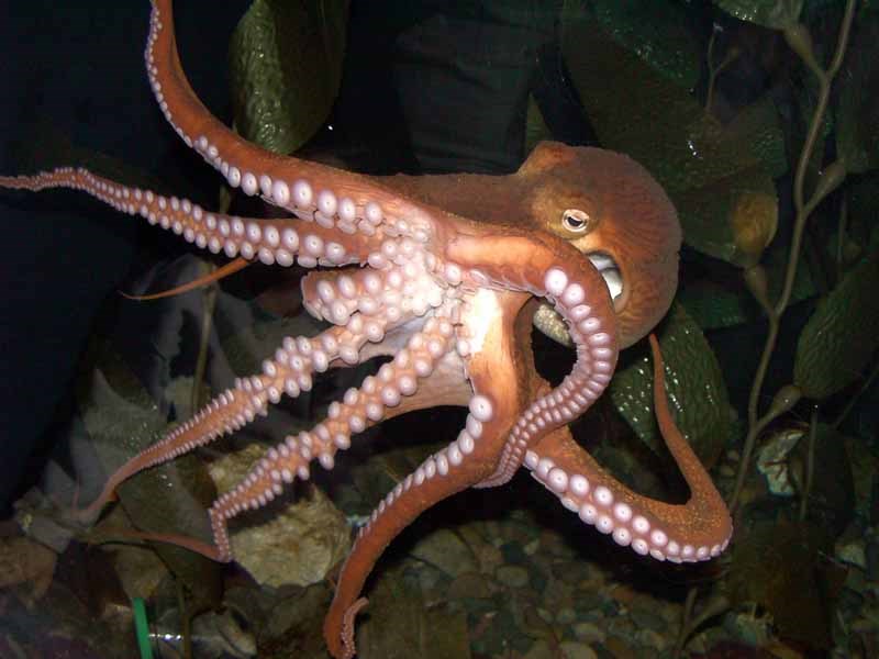 El Mundo Animal: Pulpo
