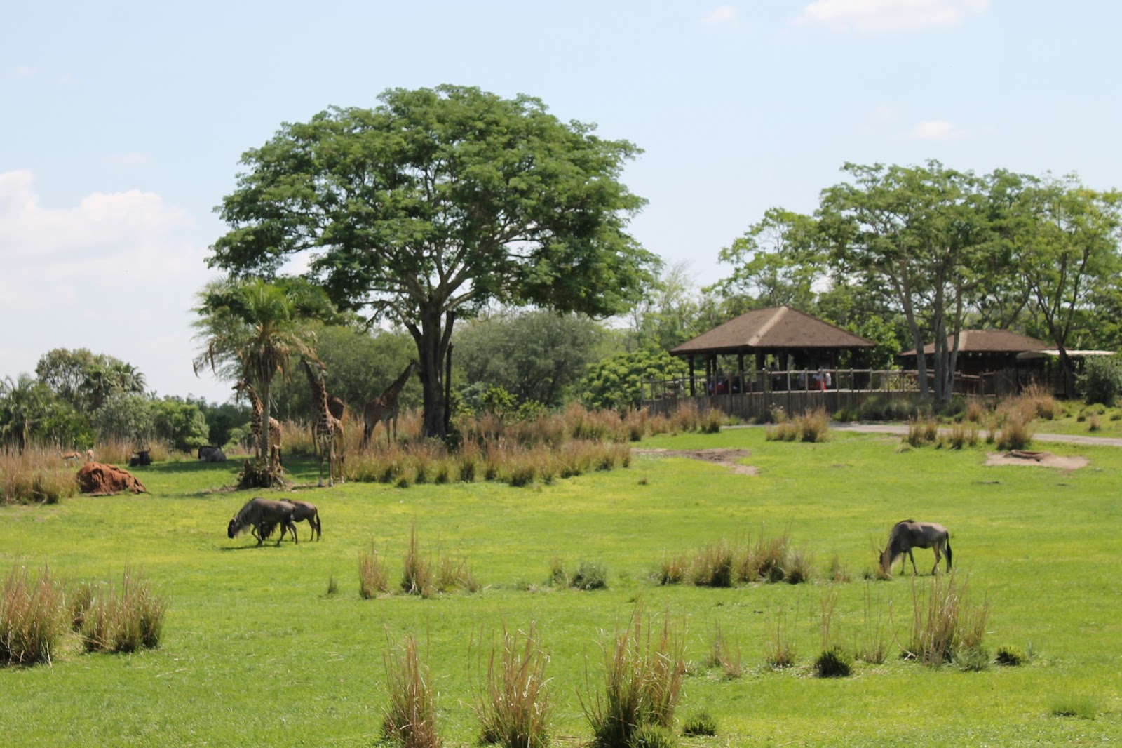 Janelle's Wish A Ride Through the Wildlife Reserve