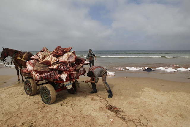 Peces raya varados en playa de Gaza