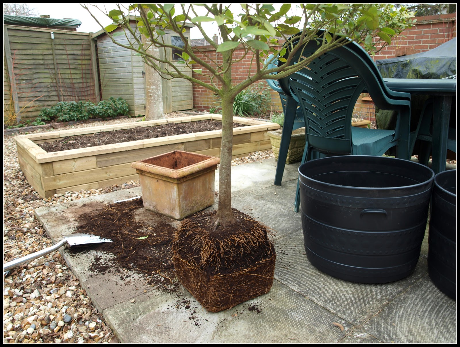 Mark's Veg Plot Repotting Bay trees