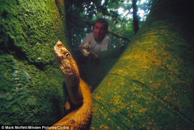 The venom of a golden lancehead viper is five times as venomous as a normal snake’s. - There’s A Place Called Snake Island And It’s Even More Terrifying Than You Think. Trust Me.
