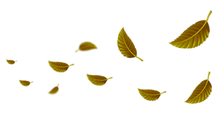 Daun icon PNG Daun icon PNG