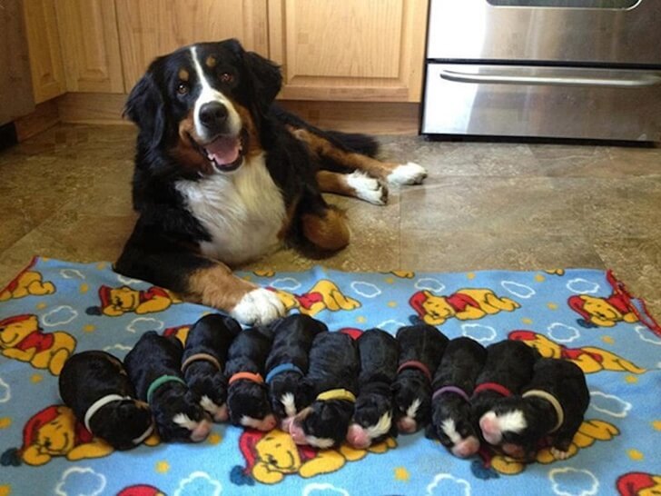 20 Heart-Melting Pictures Of Furry Moms With Their Babies