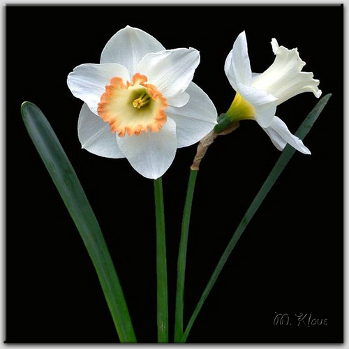 The beautiful building 10 Beautiful But Rare Threepetal Flowers