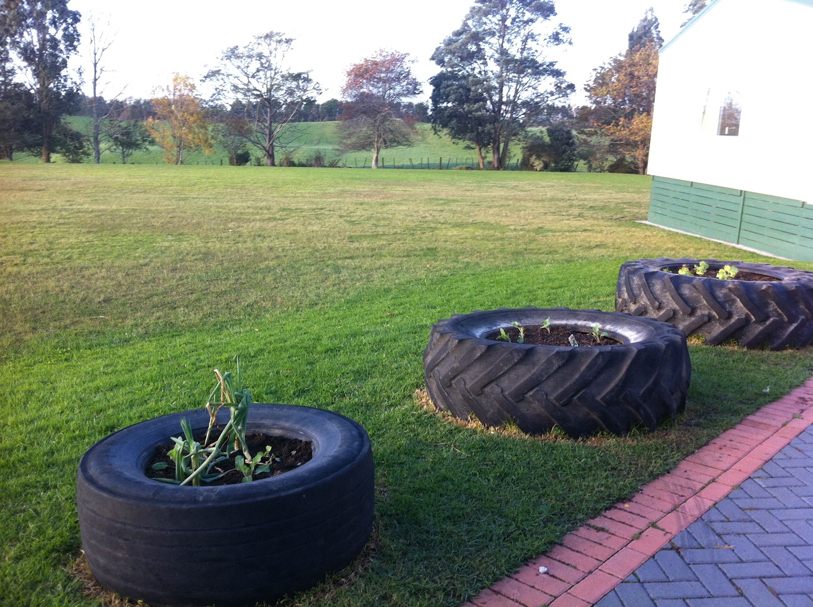 Blogging with Room 8: Photos of the Junior gardens