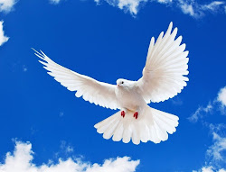 dove dead messenger spirit feathers