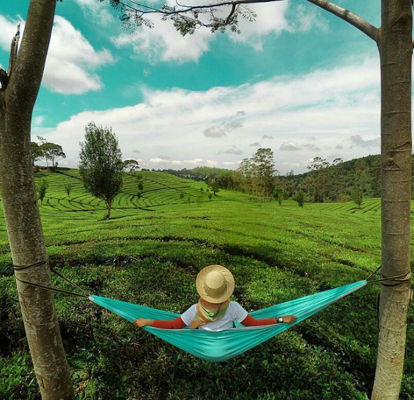 Wisata Bandung Barat Kebun Teh Sukawana, Parongpong Wisata Bandung Barat Kebun Teh Sukawana, Parongpong