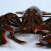 Live Lobster Supplier Malaysia for Supermarket Supply