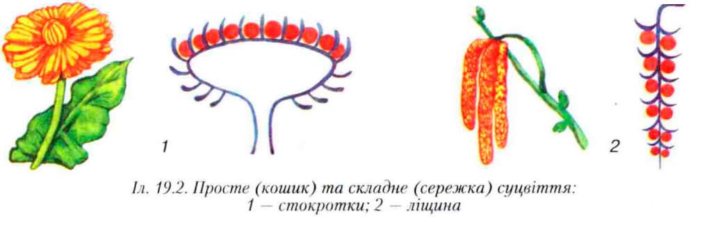 Соцветие сережка примеры растений