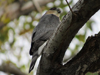 sharp-shinned hawk california