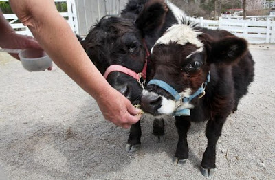 Fotos simpáticas de vacas,