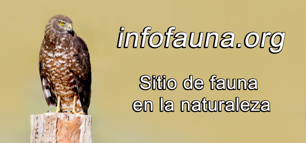 INFOFAUNA