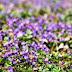 Violetas